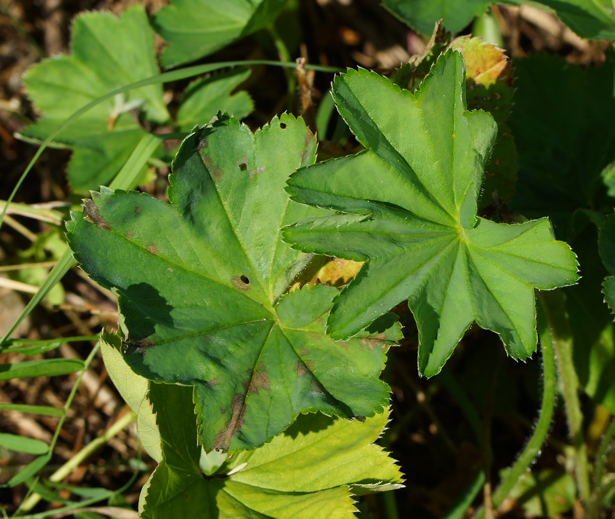 Image of genus Alchemilla specimen.