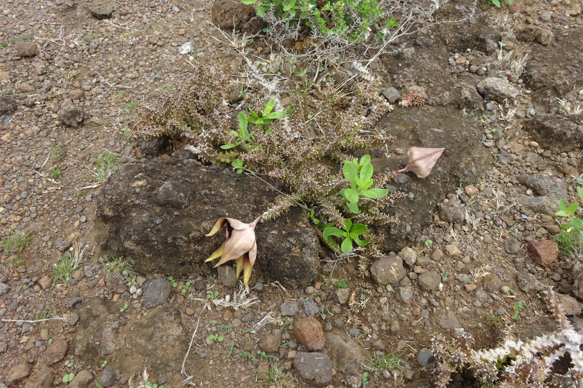 Image of Edithcolea grandis specimen.