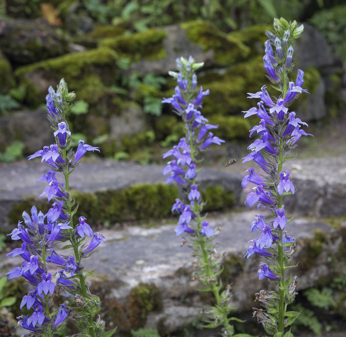 Изображение особи Lobelia siphilitica.