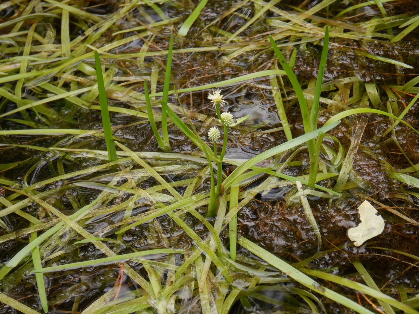 Image of Sparganium natans specimen.