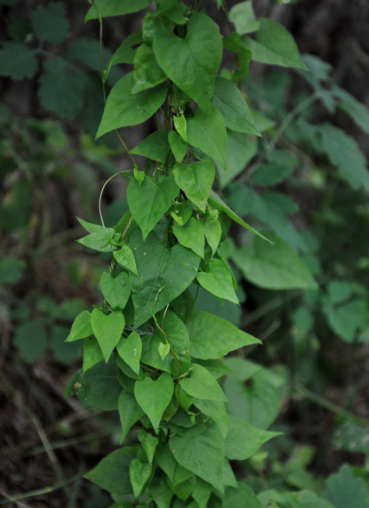 Image of genus Fallopia specimen.