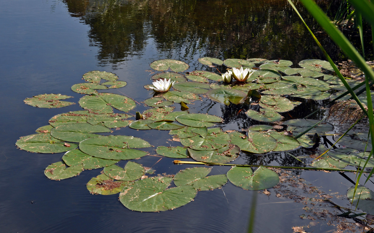 Изображение особи Nymphaea candida.