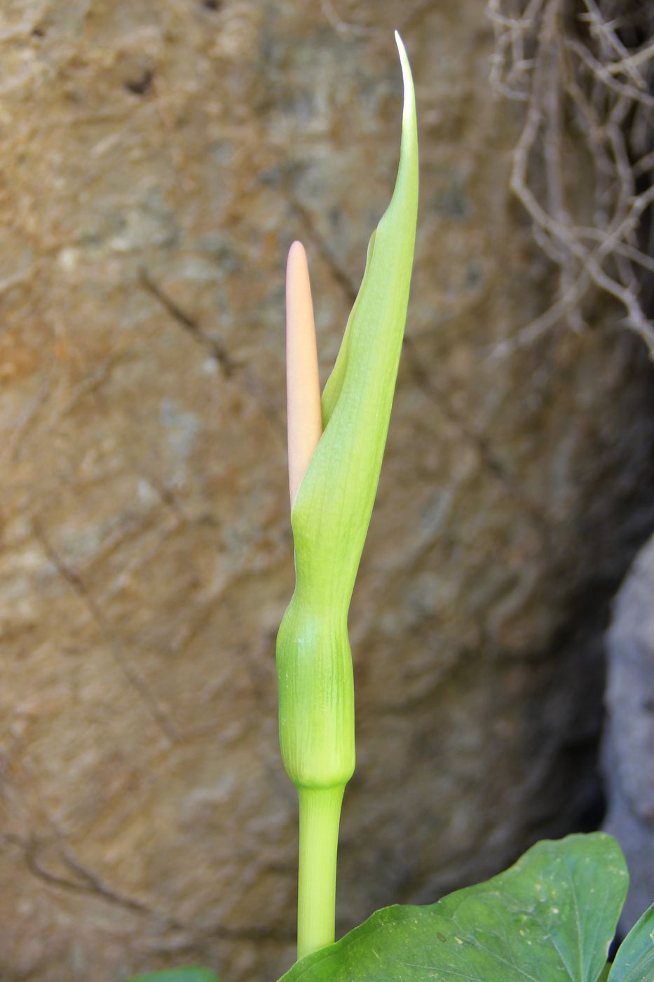 Image of Arum korolkowii specimen.