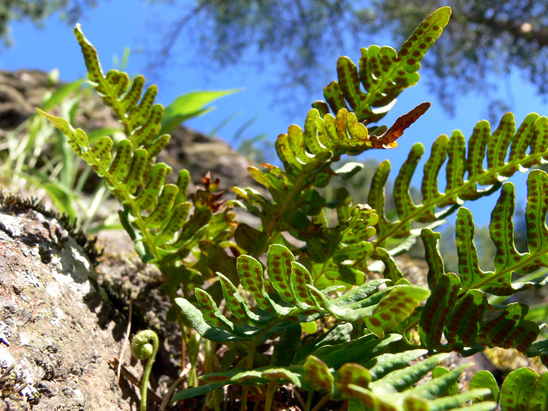 Изображение особи Polypodium vulgare.