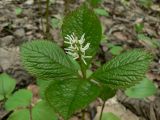 Chloranthus quadrifolius. Верхушка цветущего растения. Хабаровский край, 17 км Владивостокского шоссе, дача, в культуре. 24.05.2015.