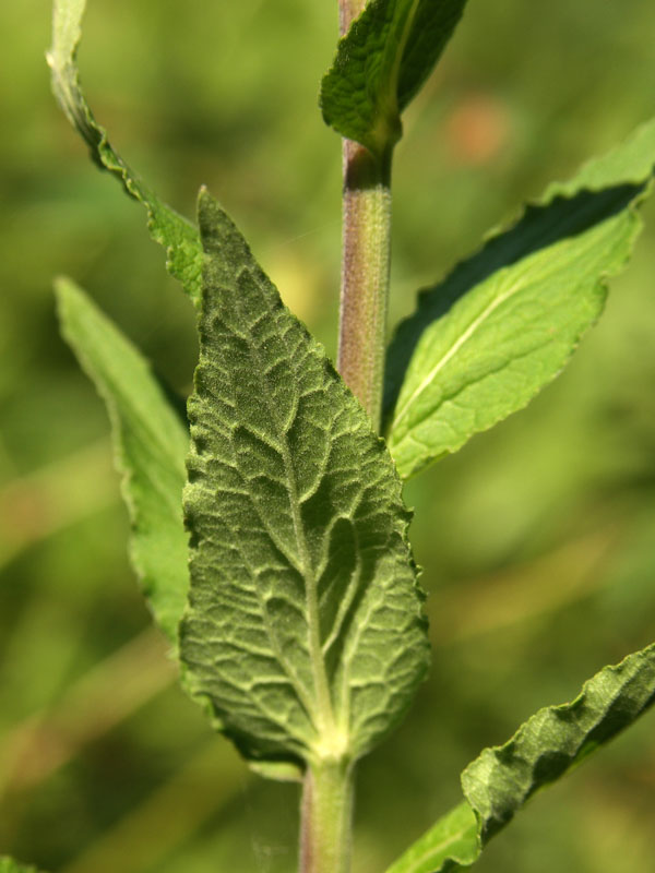 Image of Campanula rapunculoides specimen.