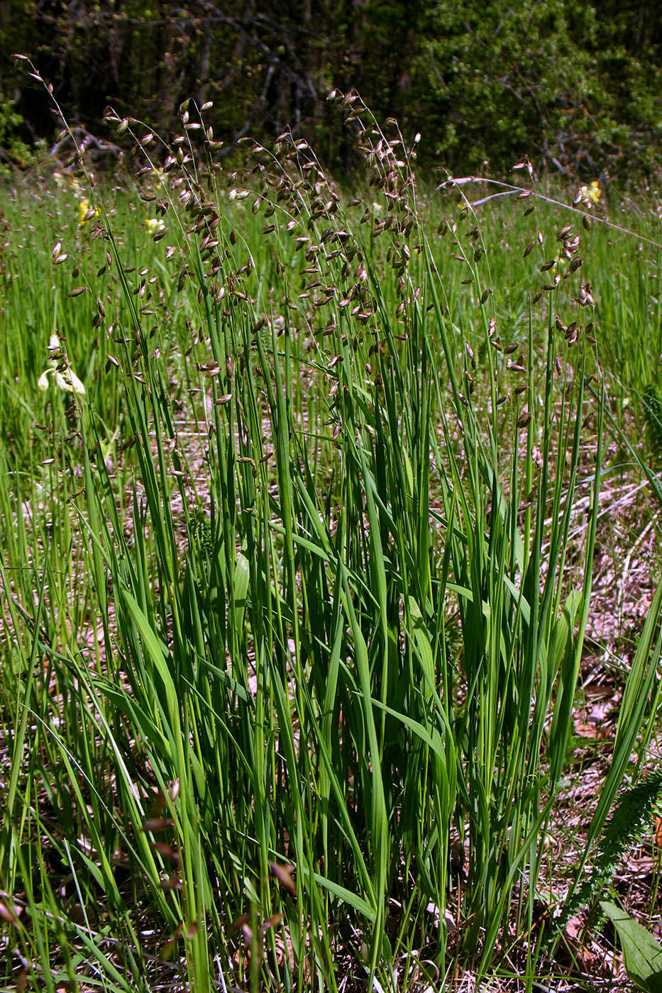 Image of Melica picta specimen.