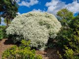 Euphorbia leucocephala