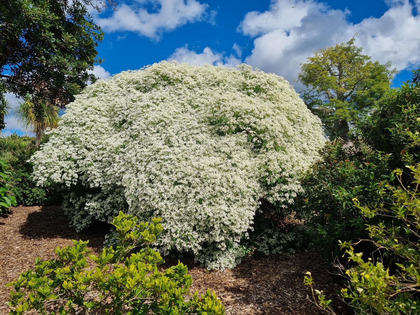 Image of Euphorbia leucocephala specimen.