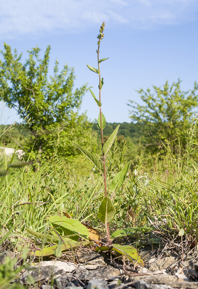 Изображение особи род Verbascum.