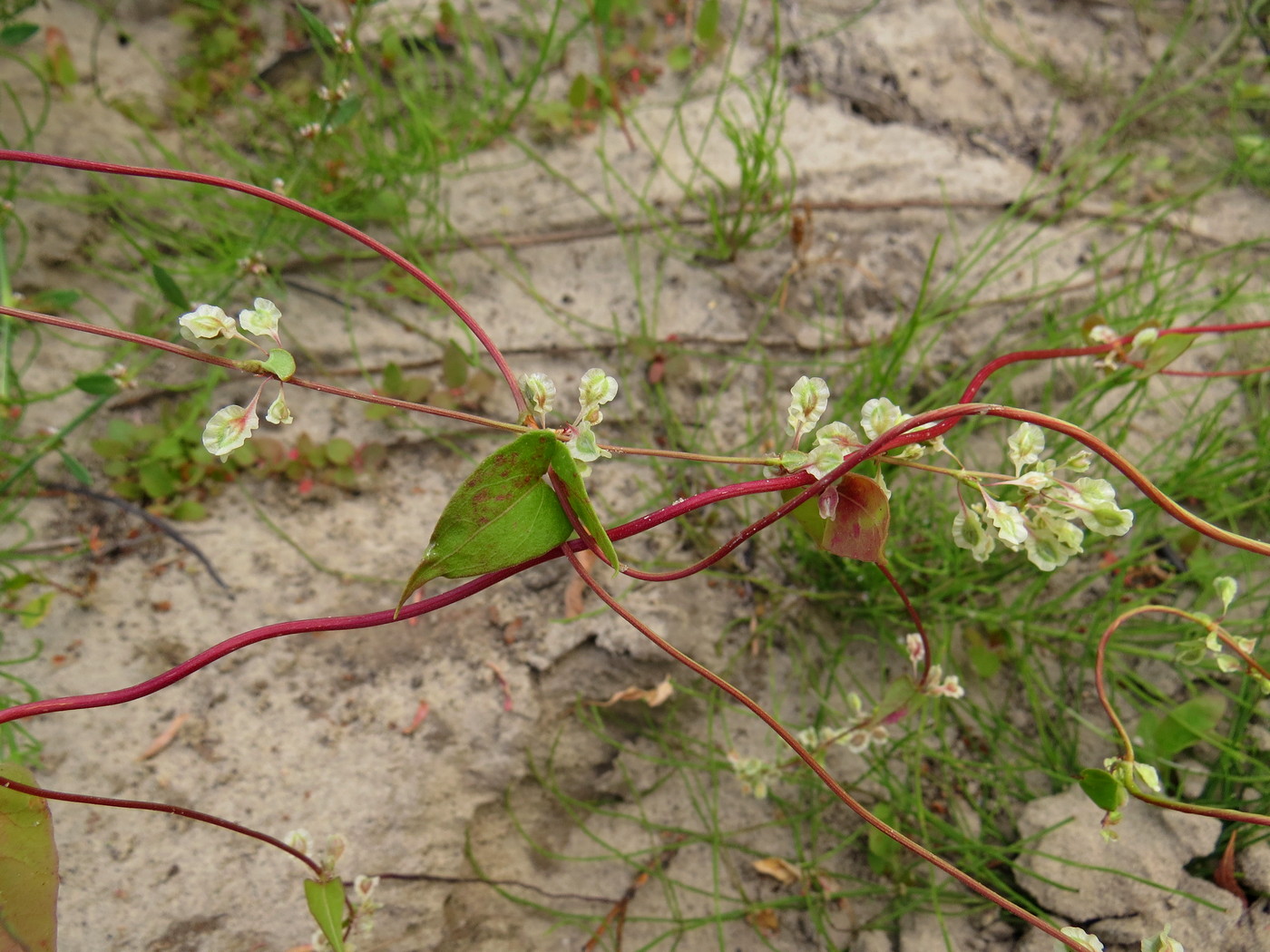 Image of Fallopia dumetorum specimen.