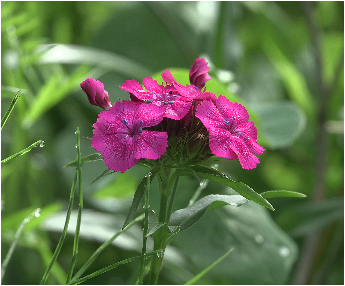 Image of Dianthus barbatus specimen.