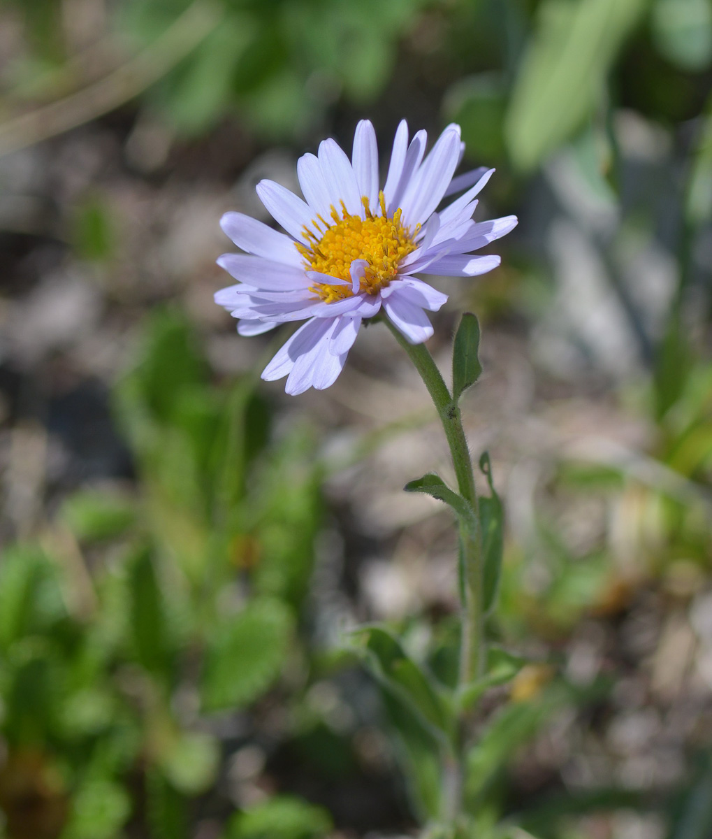 Изображение особи Aster alpinus.