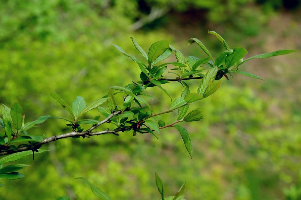 Image of Mespilus germanica specimen.