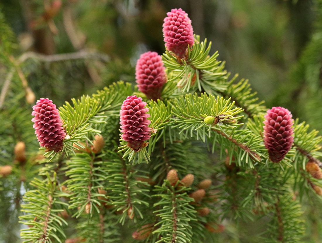 Image of Picea abies specimen.