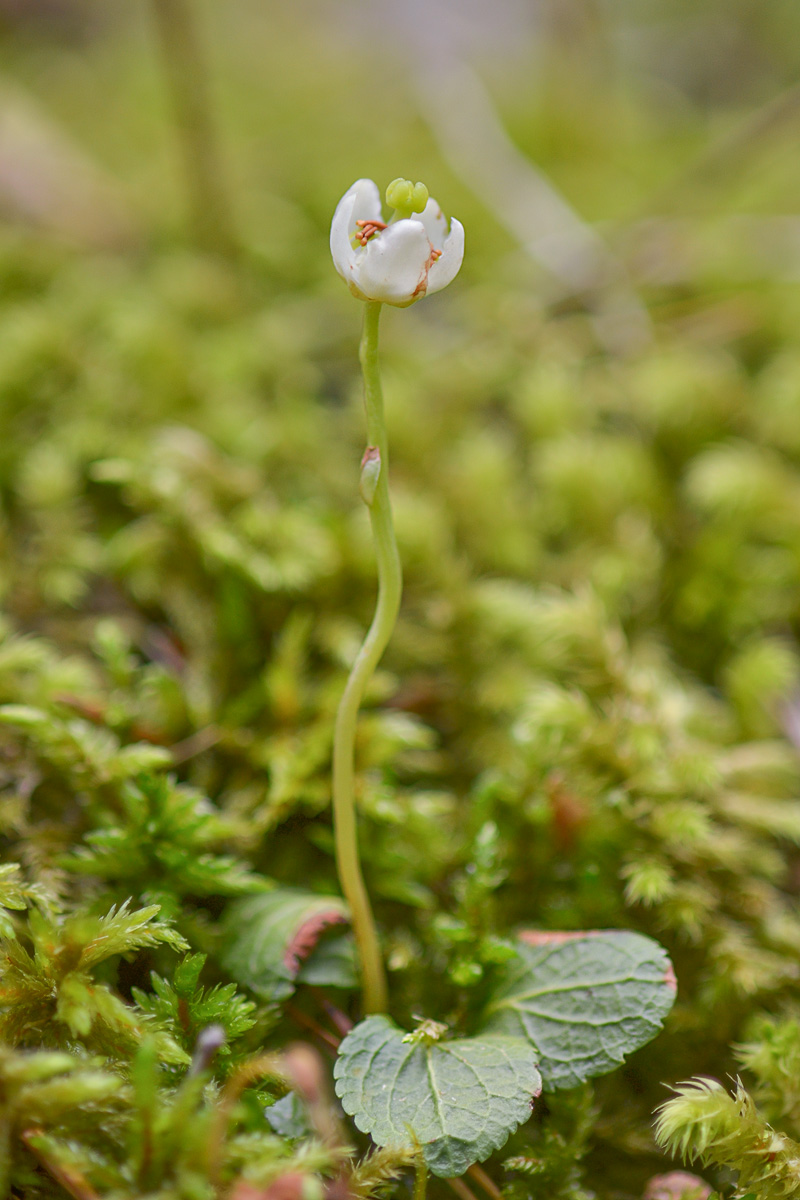 Image of Moneses uniflora specimen.