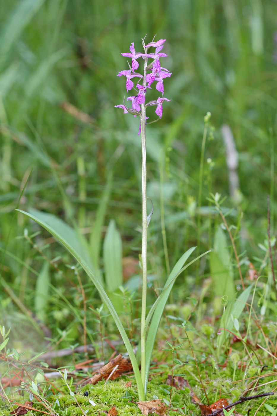 Изображение особи Dactylorhiza traunsteineri.