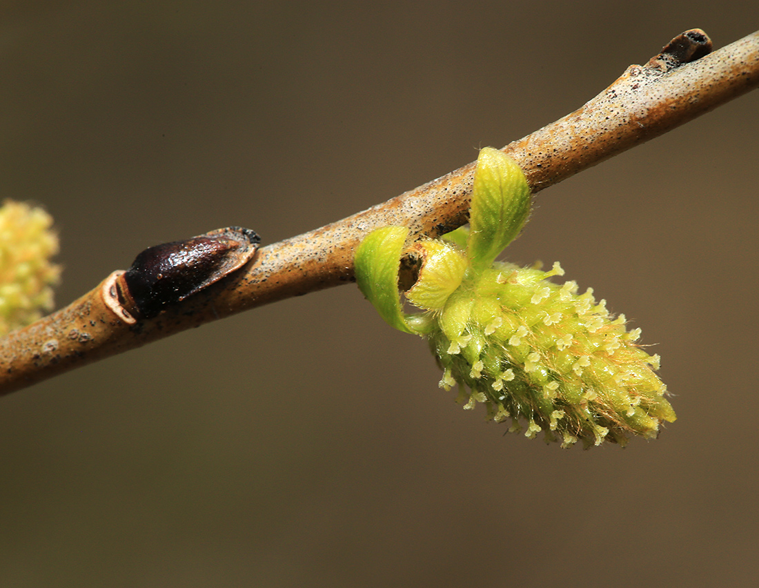 Image of Salix pierotii specimen.