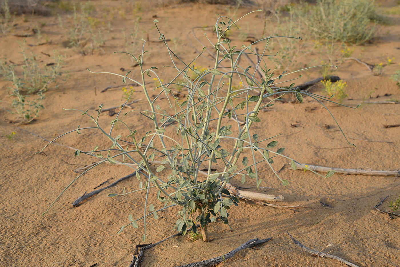 Изображение особи род Astragalus.