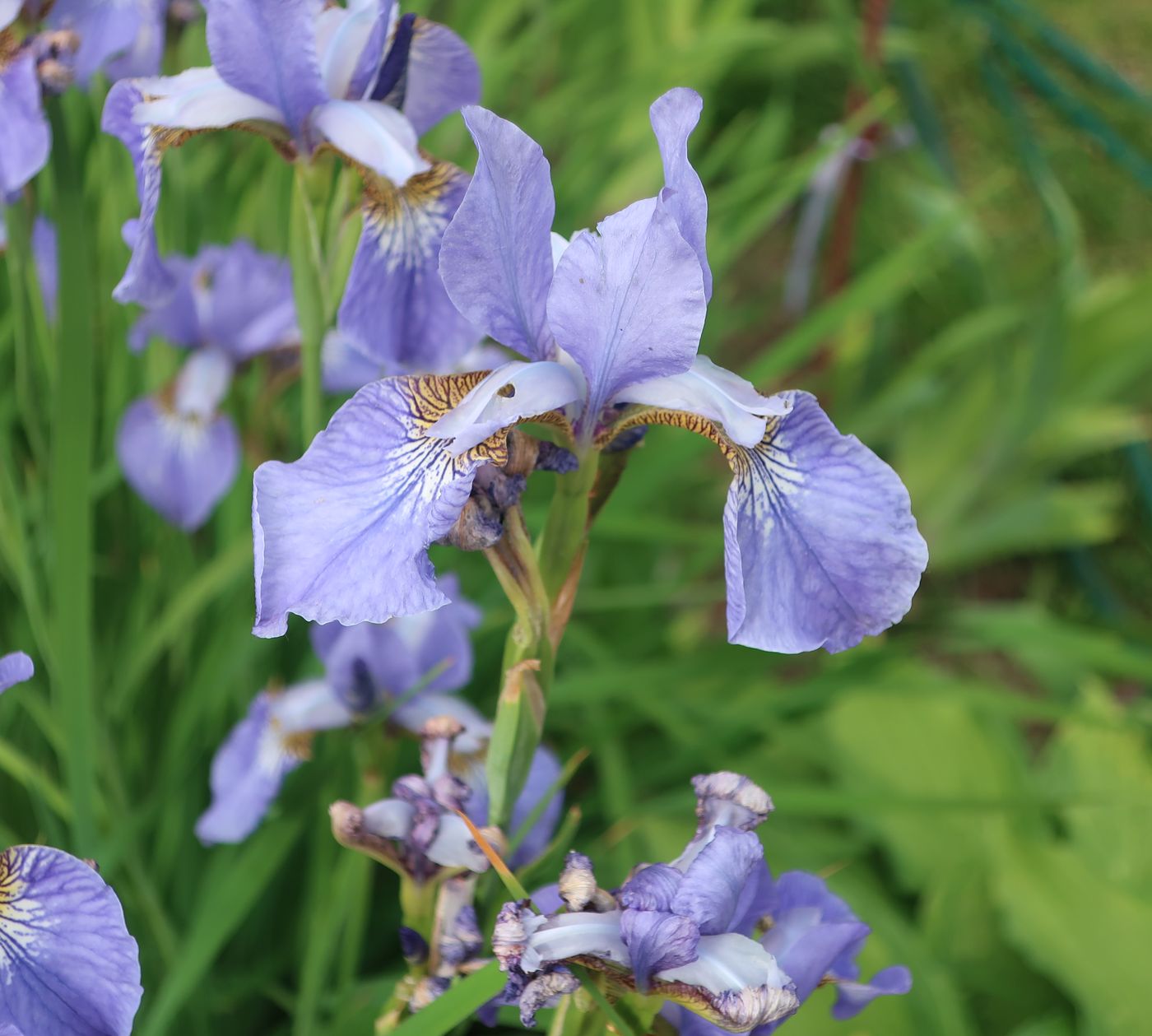 Изображение особи Iris sibirica.