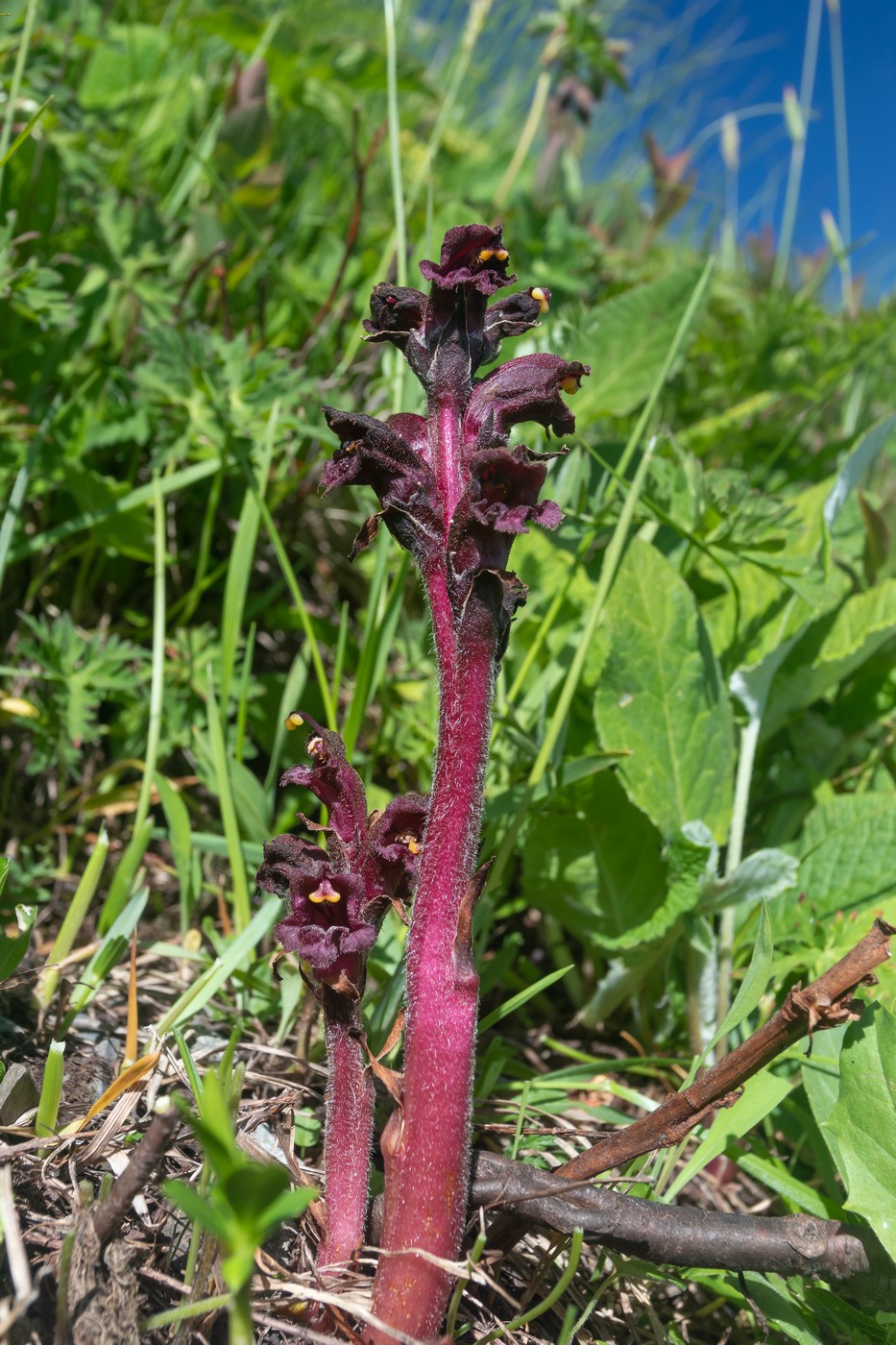 Image of Orobanche campanulae specimen.