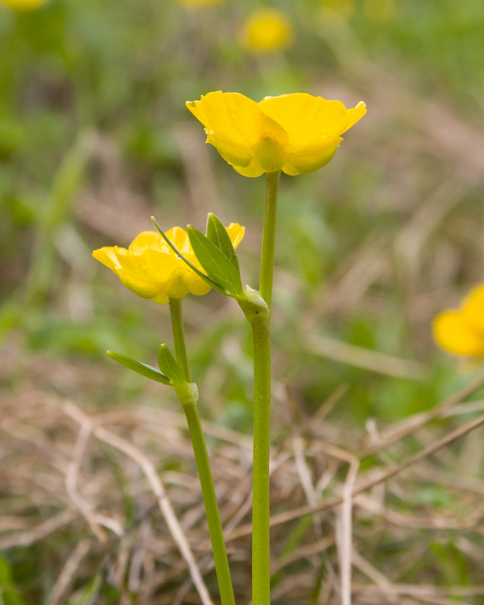 Изображение особи Ranunculus brachylobus.