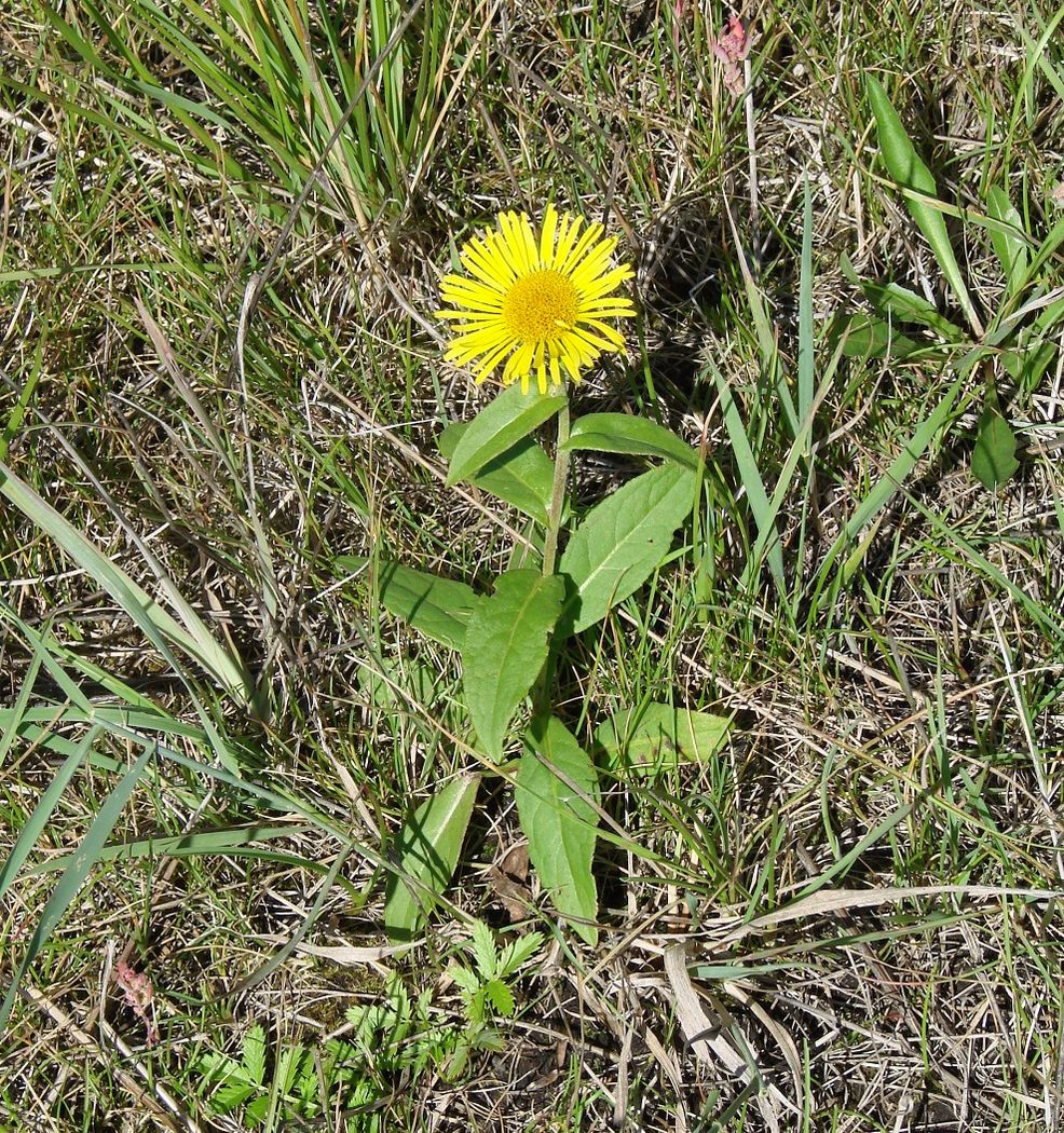 Изображение особи Inula britannica.