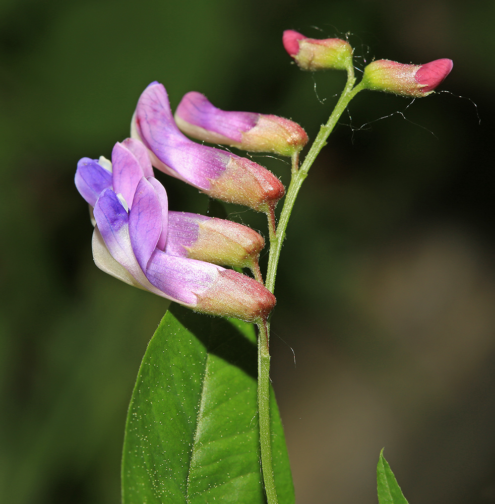 Изображение особи Vicia ramuliflora.