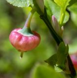 Vaccinium myrtillus. Часть побега с цветком. Тверская обл., Кимрский р-н, окр. дер. Клетино, сосново-еловый бор. 26.05.2022.