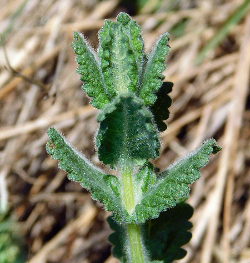 Изображение особи Teucrium scordioides.