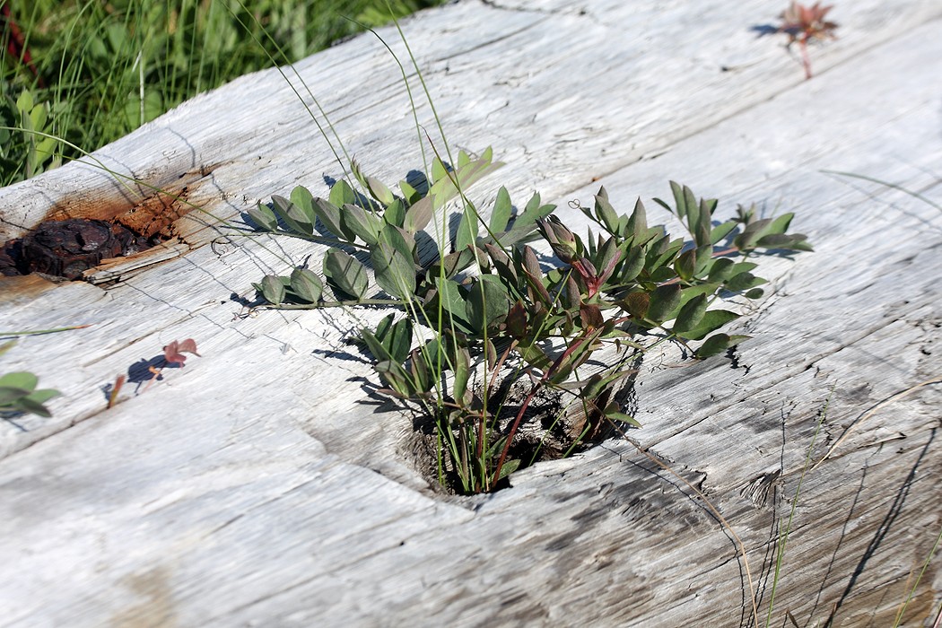 Image of Lathyrus japonicus ssp. pubescens specimen.