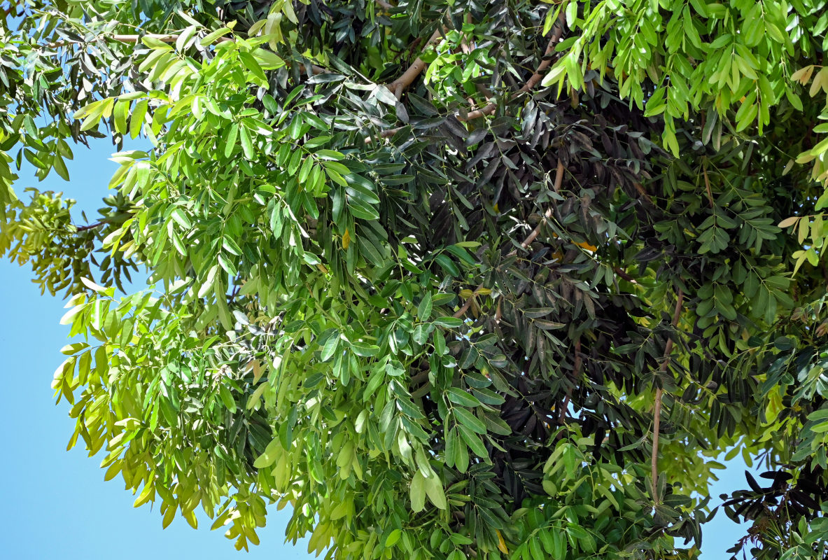 Image of Khaya senegalensis specimen.