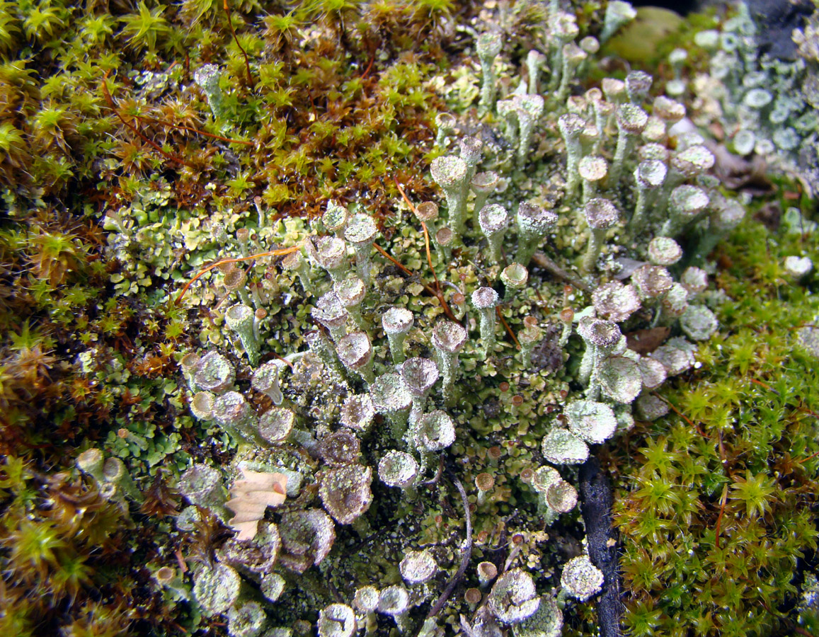 Image of genus Cladonia specimen.