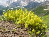 Cruciata valentinae. Цветущее растение. Адыгея, Кавказский биосферный заповедник, гора Гузерипль, ≈ 2150 м н.у.м., склон из ожелезнённого слабокарбонатного песчаника с обломками сидерита. 28.06.2023.