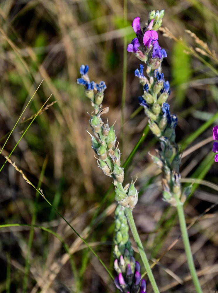 Image of Oxytropis kasakorum specimen.