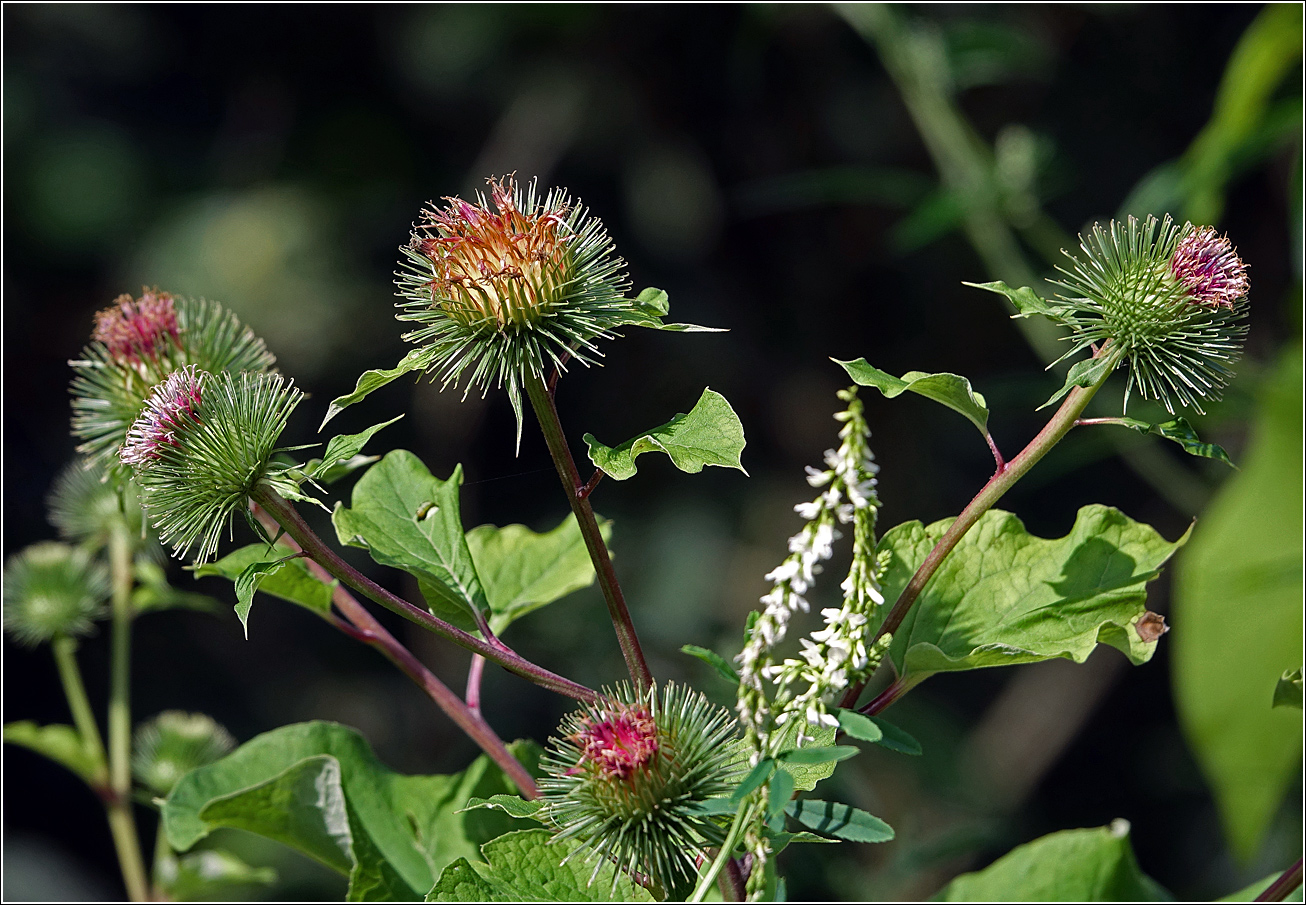 Изображение особи Arctium lappa.