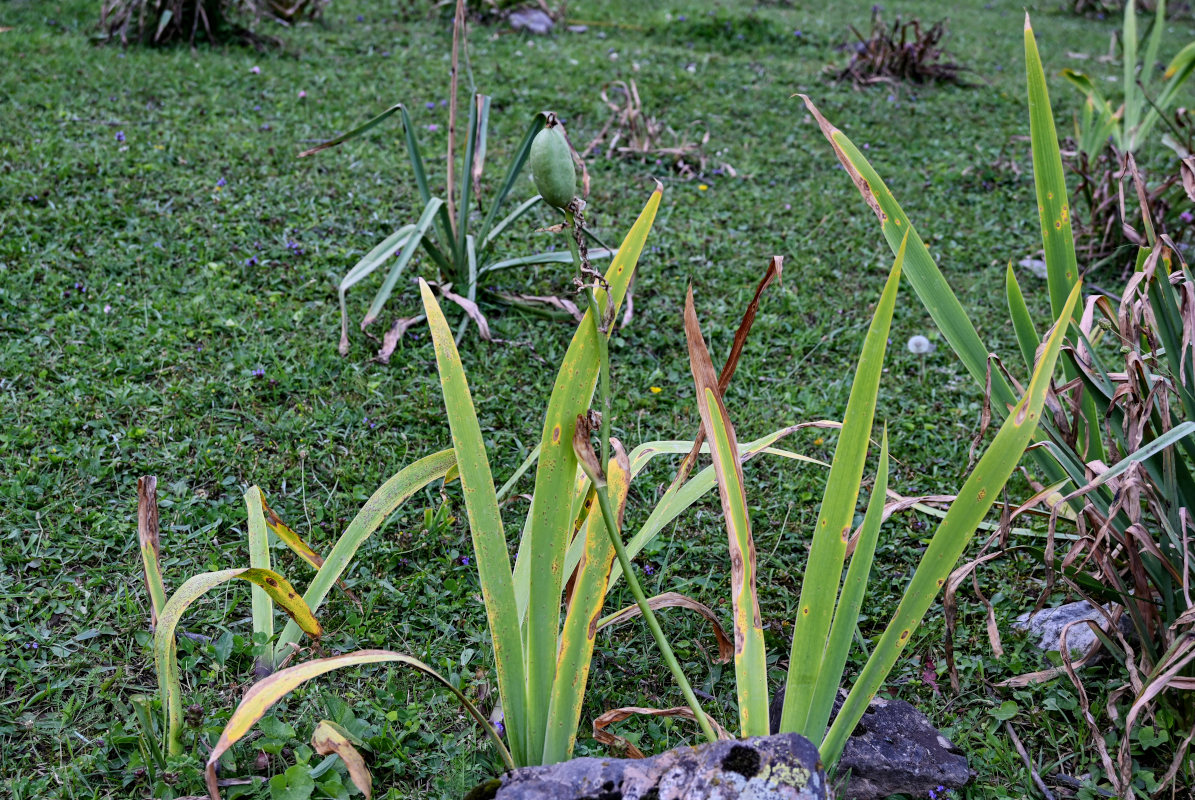 Image of Iris alberti specimen.