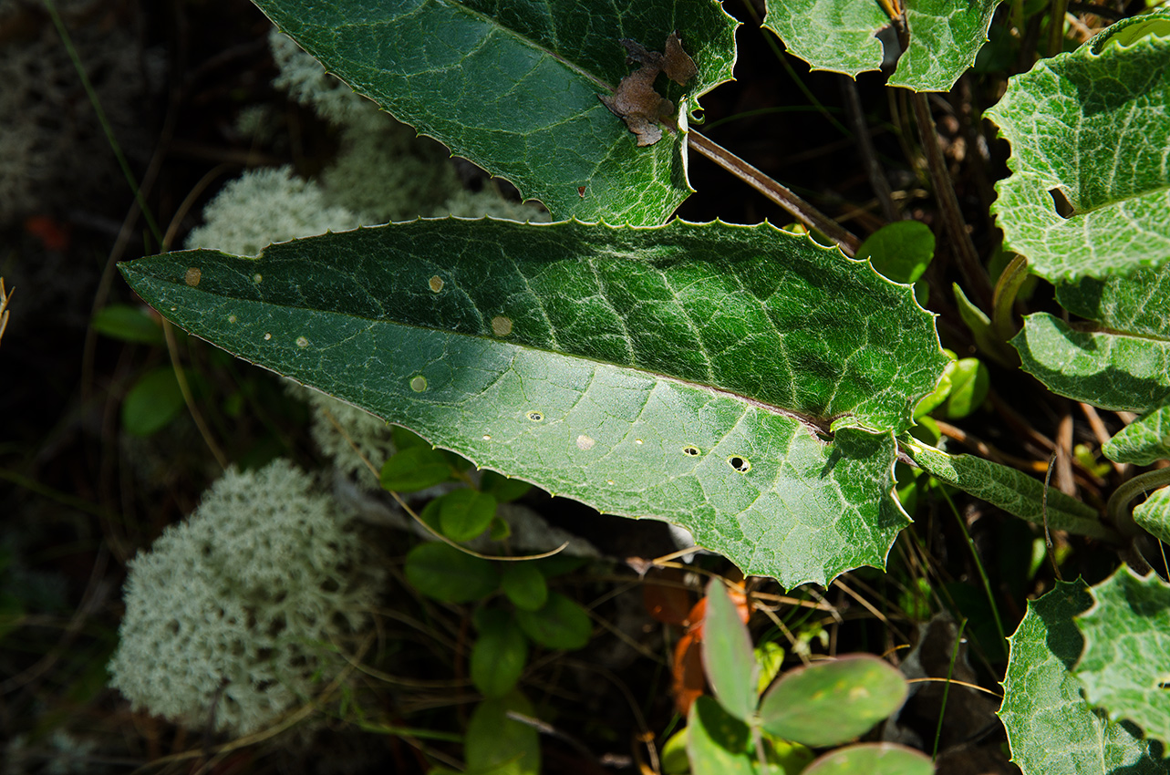 Image of Saussurea controversa specimen.