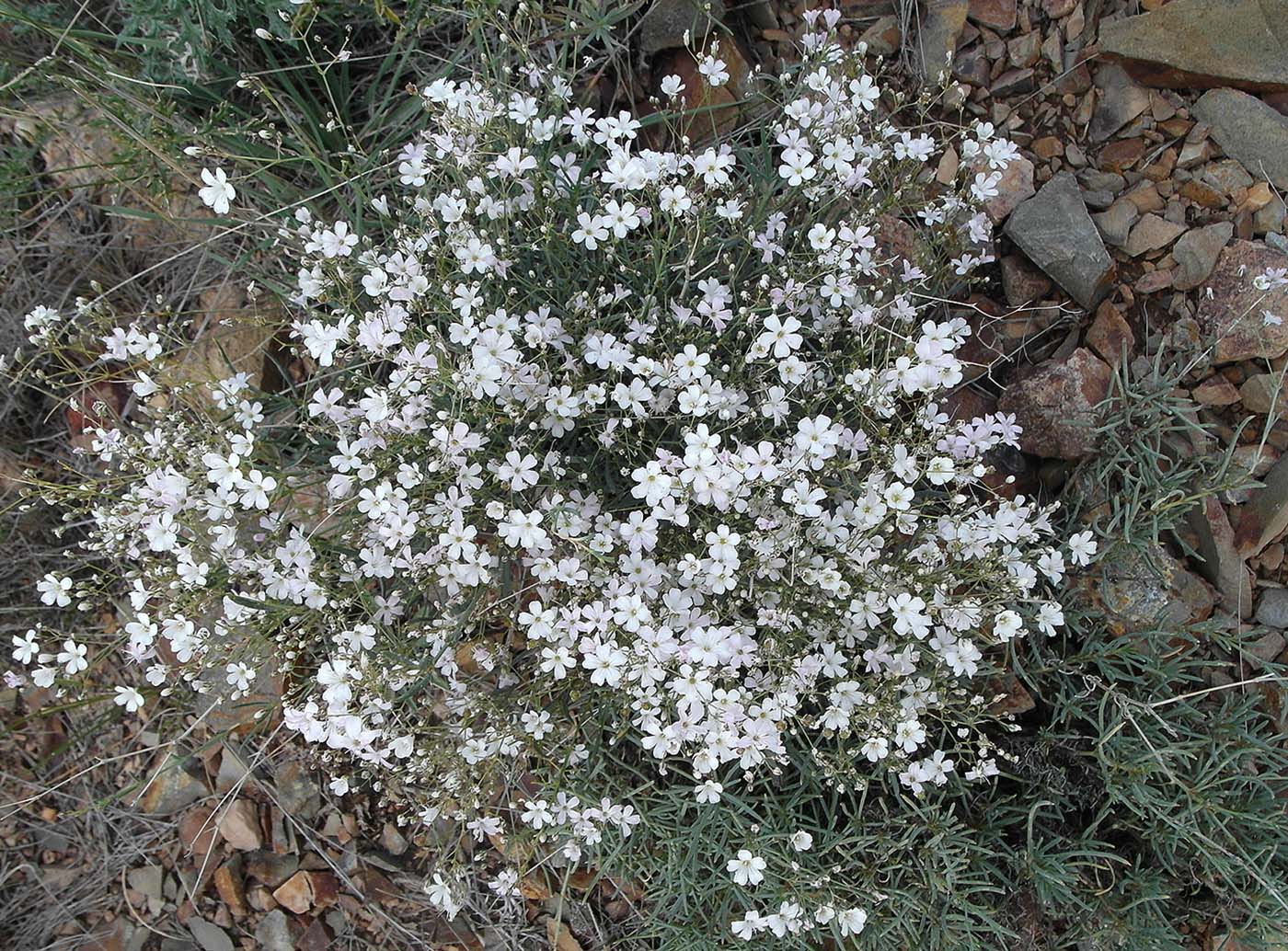 Изображение особи Gypsophila patrinii.