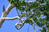 Betula ermanii. Часть ветви. Курильские о-ва, о-в Итуруп, долина р. Сторожевая, берёзовое редколесье. 20.08.2023.