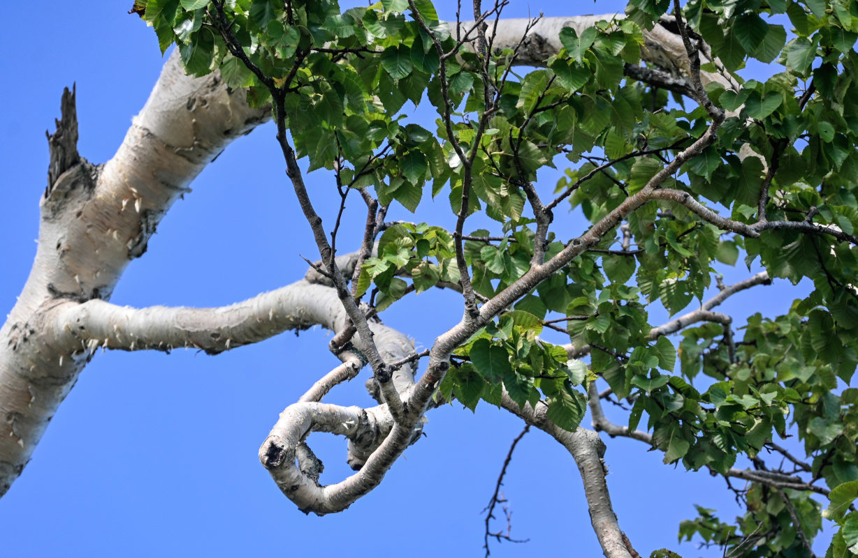 Изображение особи Betula ermanii.