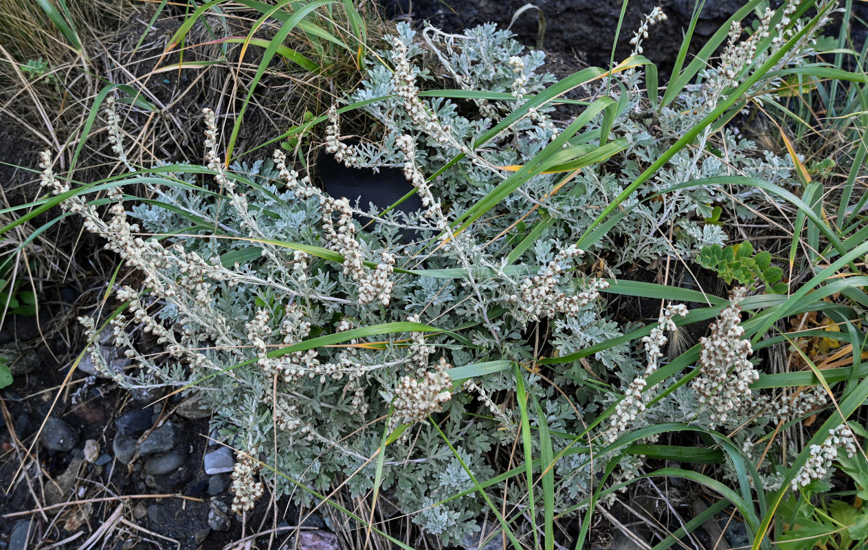 Изображение особи Artemisia stelleriana.