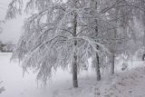 View full-size image Betula pendula