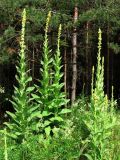 Смотреть изображение Verbascum thapsus