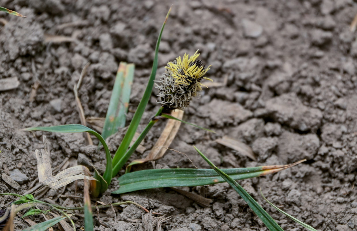 Изображение особи Carex melanantha.