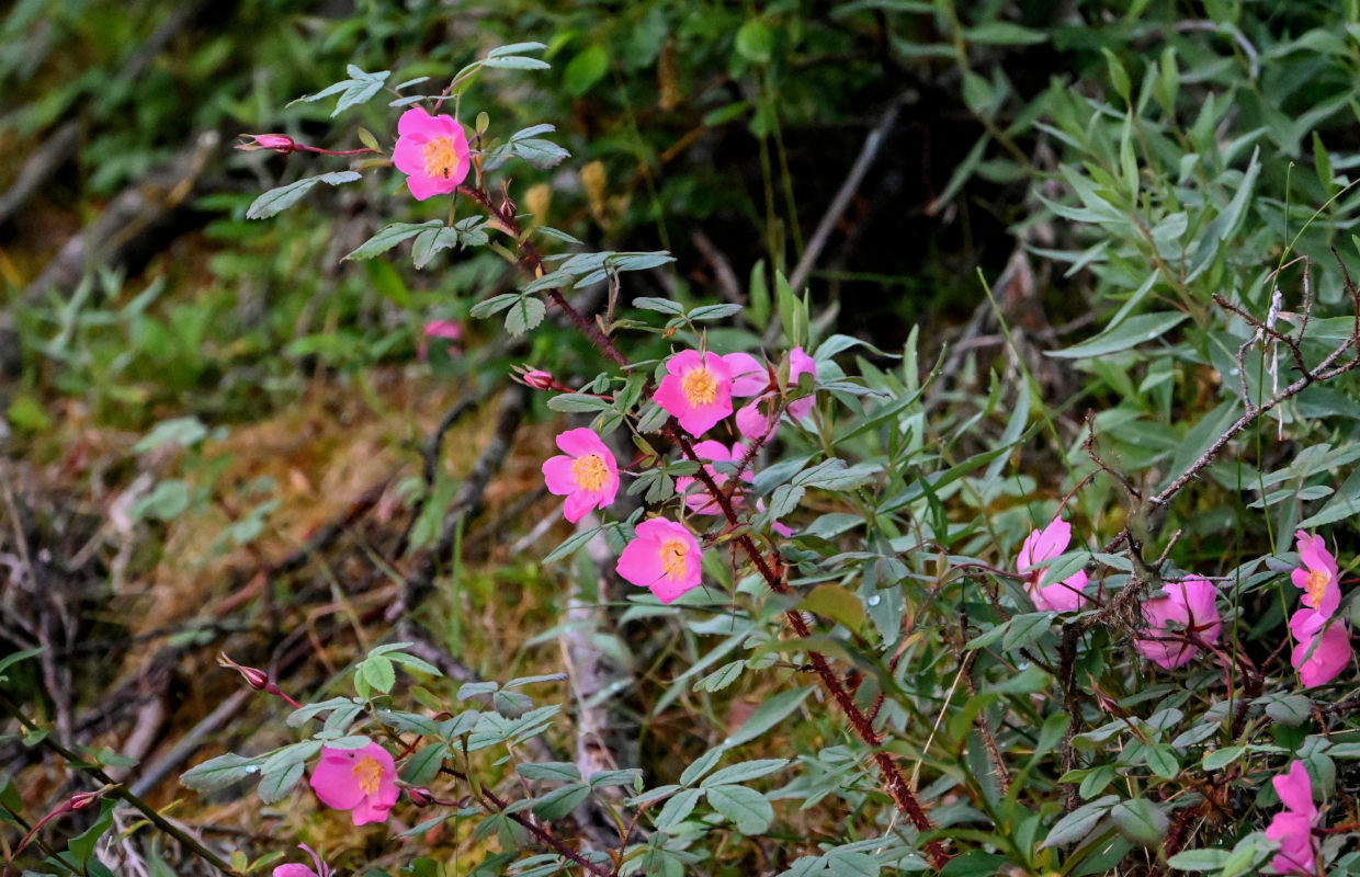 Изображение особи Rosa acicularis.