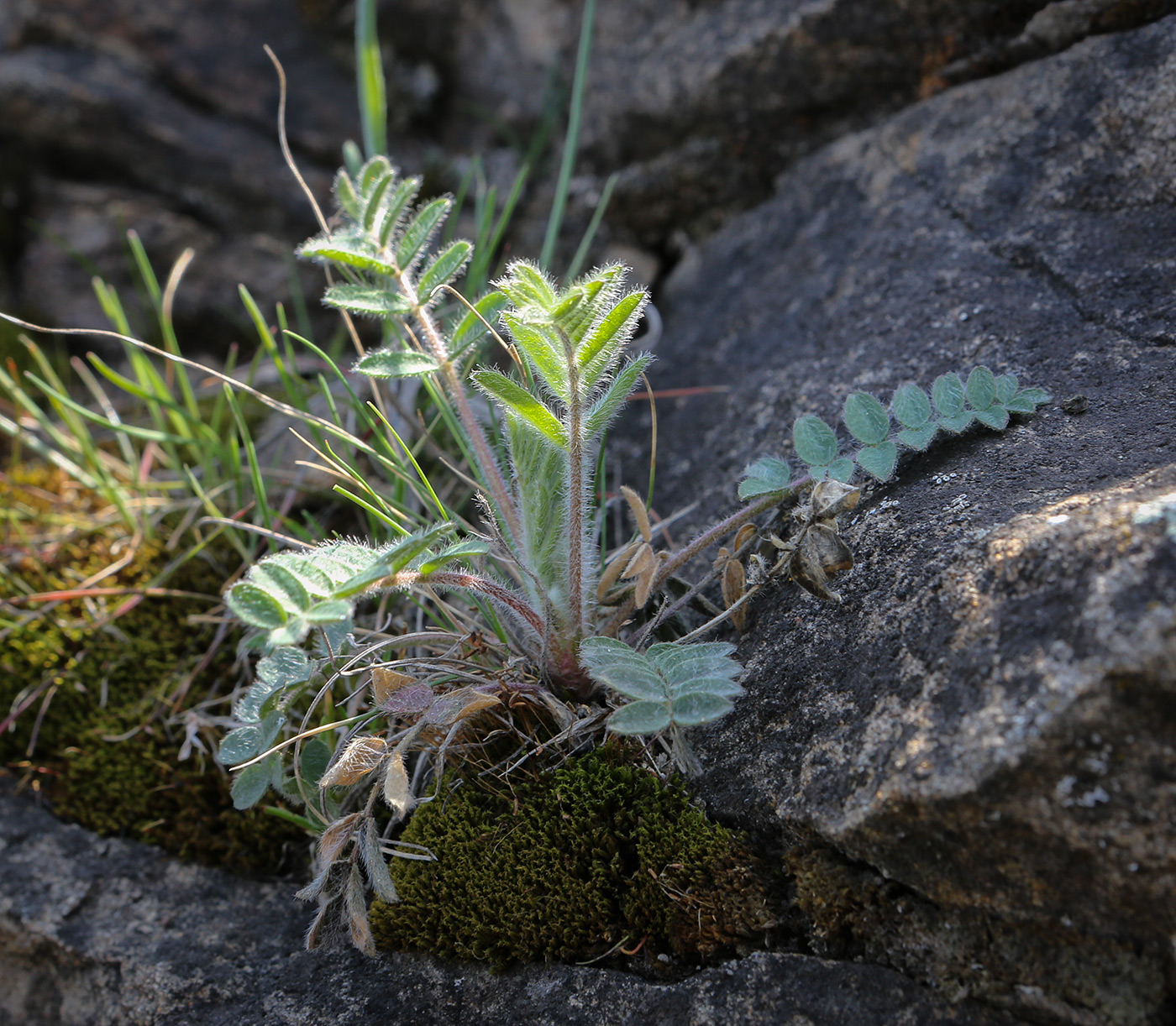 Изображение особи Oxytropis pilosa.