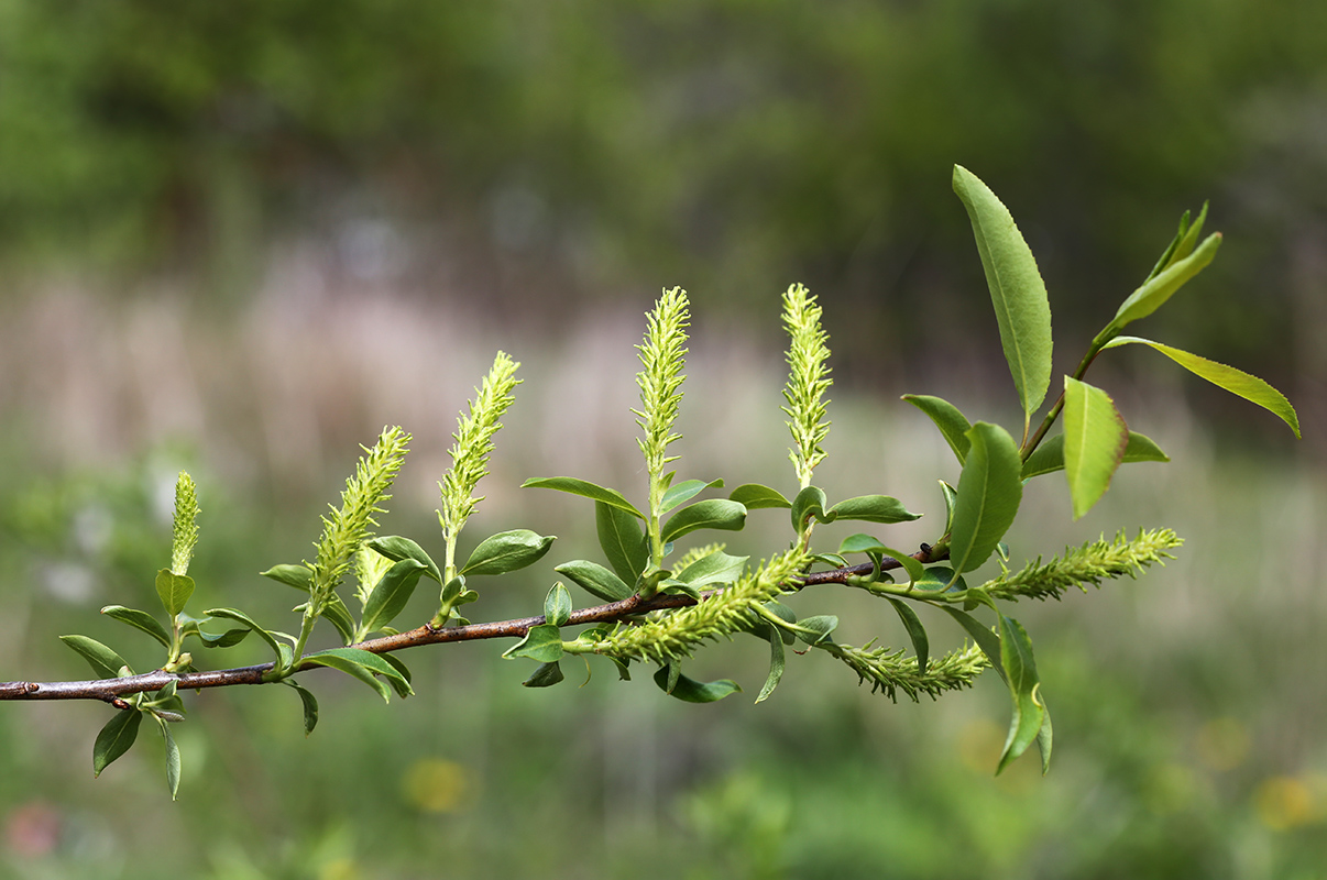 Изображение особи Salix nipponica.