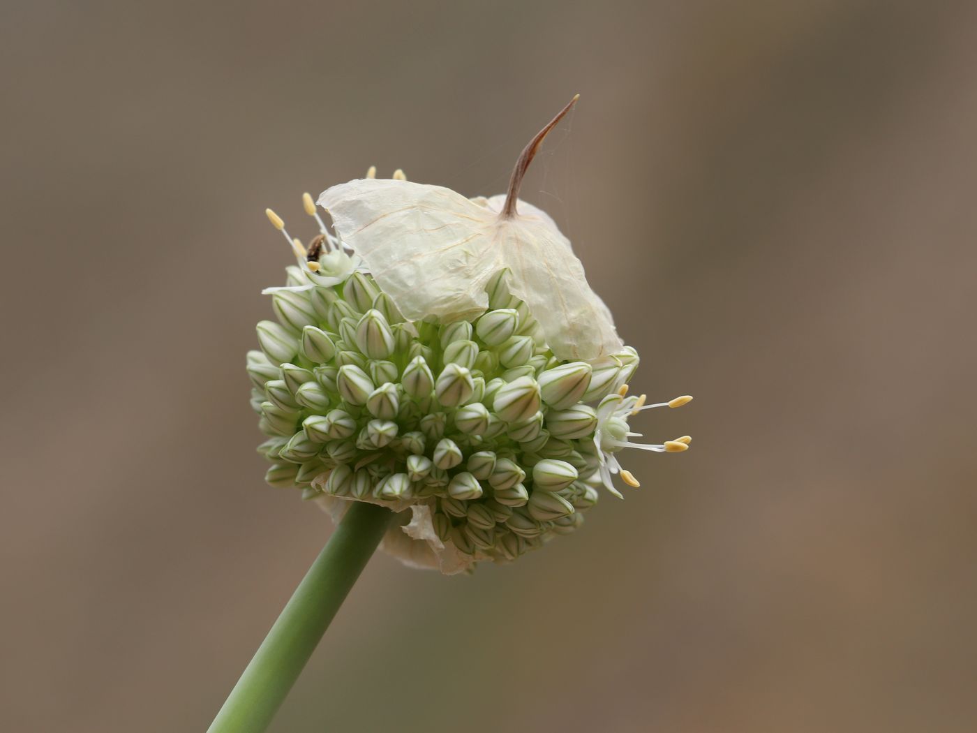 Image of Allium praemixtum specimen.