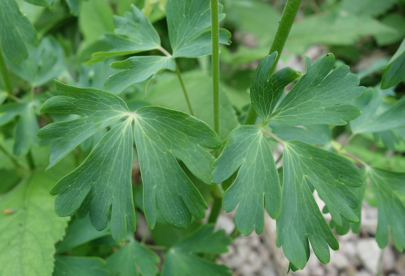 Изображение особи Aquilegia olympica.